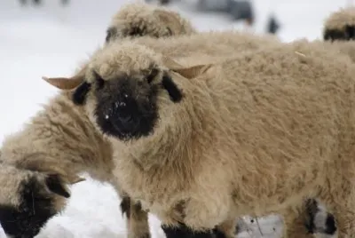 Valais blacknose jigsaw puzzle