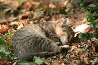 Foto jigsaw puzzle