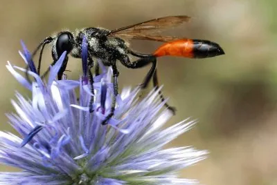 Isodontia splendidula jigsaw puzzle