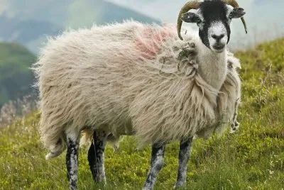 Swaledale jigsaw puzzle