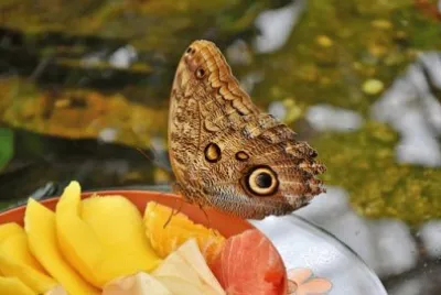 Foto jigsaw puzzle