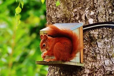 Foto jigsaw puzzle