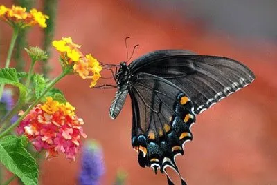 Foto jigsaw puzzle