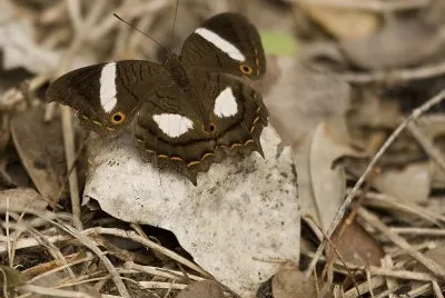 Amartia chrysopelea jigsaw puzzle