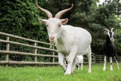 Goat jigsaw puzzle