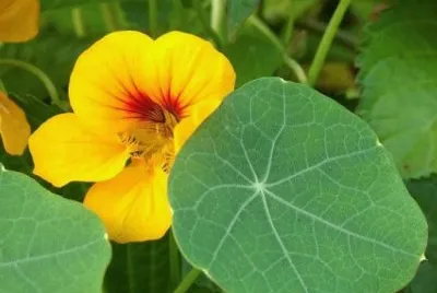 Imagem jigsaw puzzle