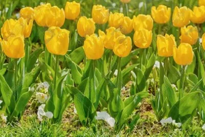 Imagem jigsaw puzzle