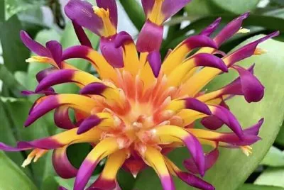 flores jigsaw puzzle