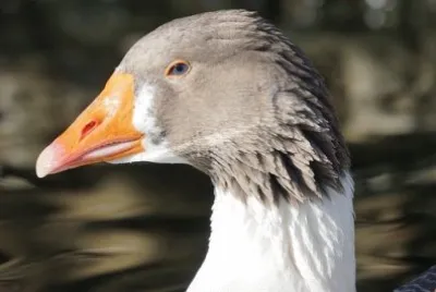 Foto jigsaw puzzle