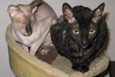 Peterbald jigsaw puzzle