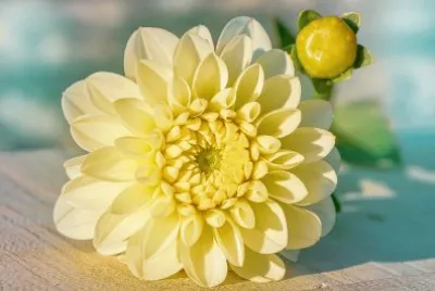 flores jigsaw puzzle