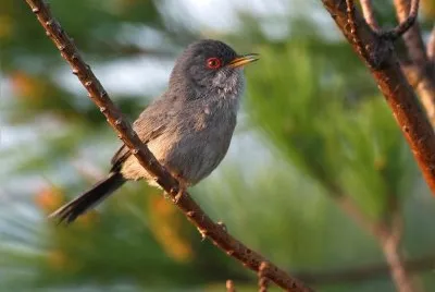 Bird jigsaw puzzle