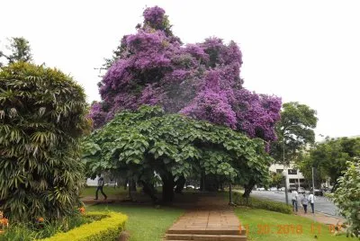 Jardim em P Caldas - MG jigsaw puzzle