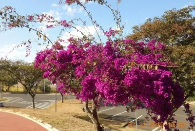 Primavera jigsaw puzzle