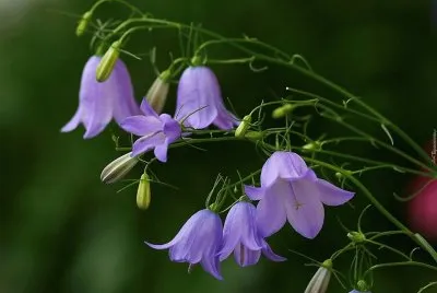 imagem jigsaw puzzle