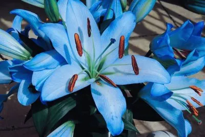 imagem jigsaw puzzle