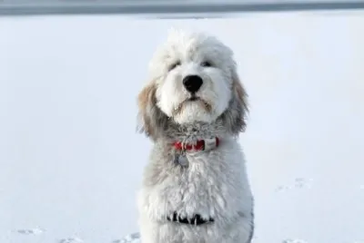 Sheepadoodle jigsaw puzzle