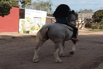 mascotas