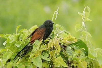 Malagasy coucal jigsaw puzzle