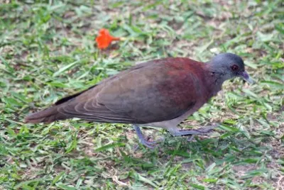Malagasy turtle dove jigsaw puzzle