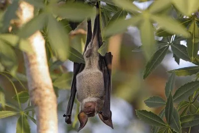 Hipposideros commersoni jigsaw puzzle