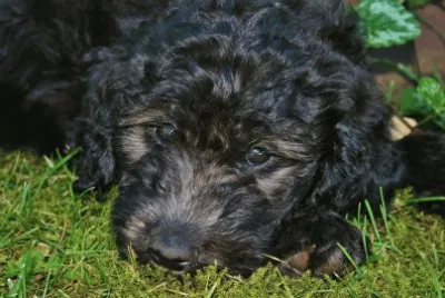 Caodoodle jigsaw puzzle