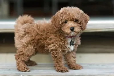 Bichonpoodle jigsaw puzzle