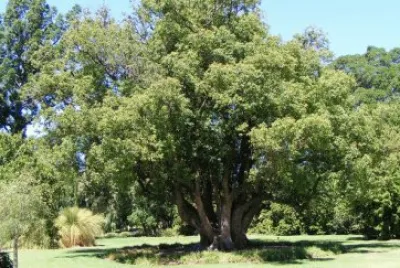 El arbol de la canela jigsaw puzzle