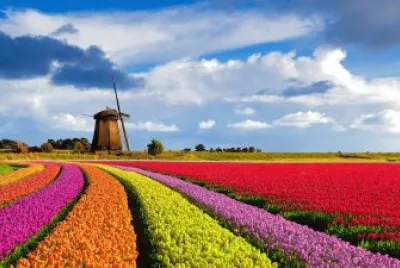 tulipas