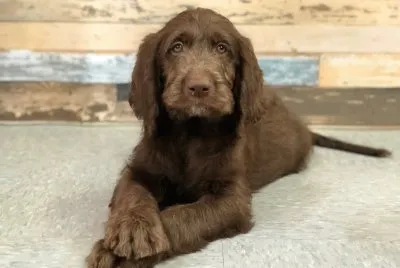 Labradoodle jigsaw puzzle