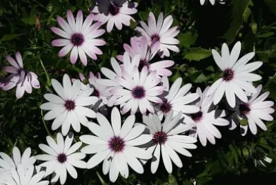 Australian wild daisy jigsaw puzzle
