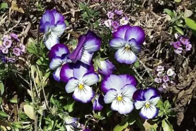 Purple pansies jigsaw puzzle