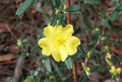 Guinea flower jigsaw puzzle