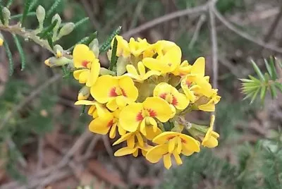 Native Australian pea jigsaw puzzle