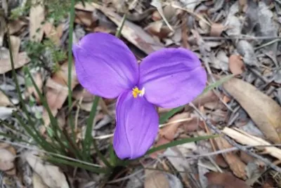 Purple Flag jigsaw puzzle