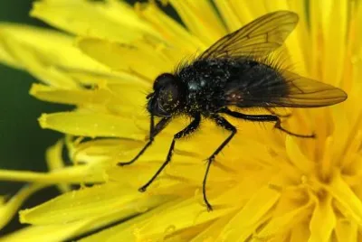 Phaonia atriceps jigsaw puzzle