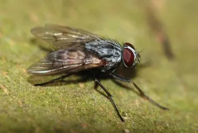 Phaonia cincta jigsaw puzzle