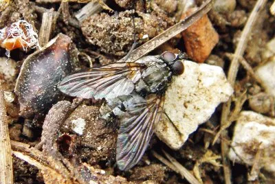 Phaonia trimaculata jigsaw puzzle