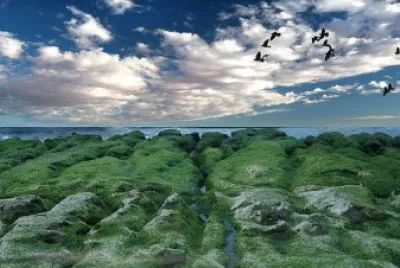 Nature jigsaw puzzle