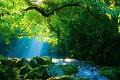 Nature
