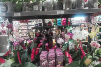 plantas jigsaw puzzle