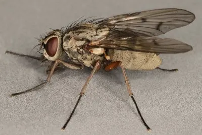 Phaonia fuscata