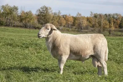 Kadahdin