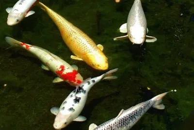 Carpa koi