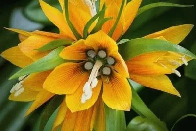 flores jigsaw puzzle