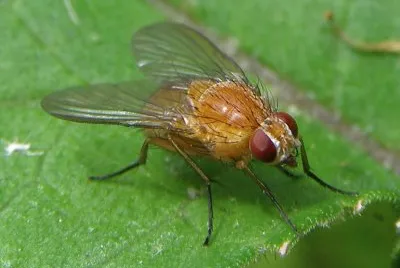 Phaonia pallida