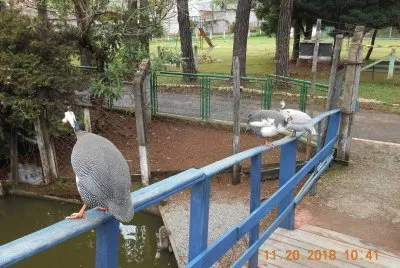 Galinha De Angola