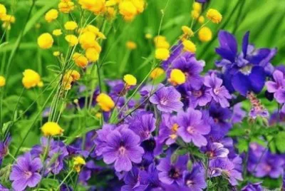 imagem jigsaw puzzle