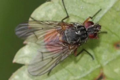 Phaonia subventa