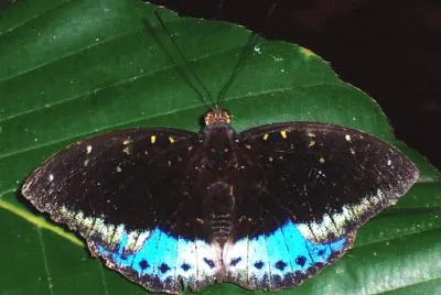 Lexias pardalais